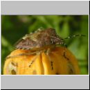 Dolycoris baccarum - Beerenwanze 03.jpg